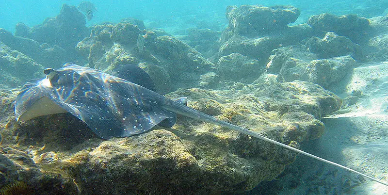 File:Himantura granulata 2.jpg