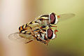 Thumbnail for version as of 13:36, 3 January 2007