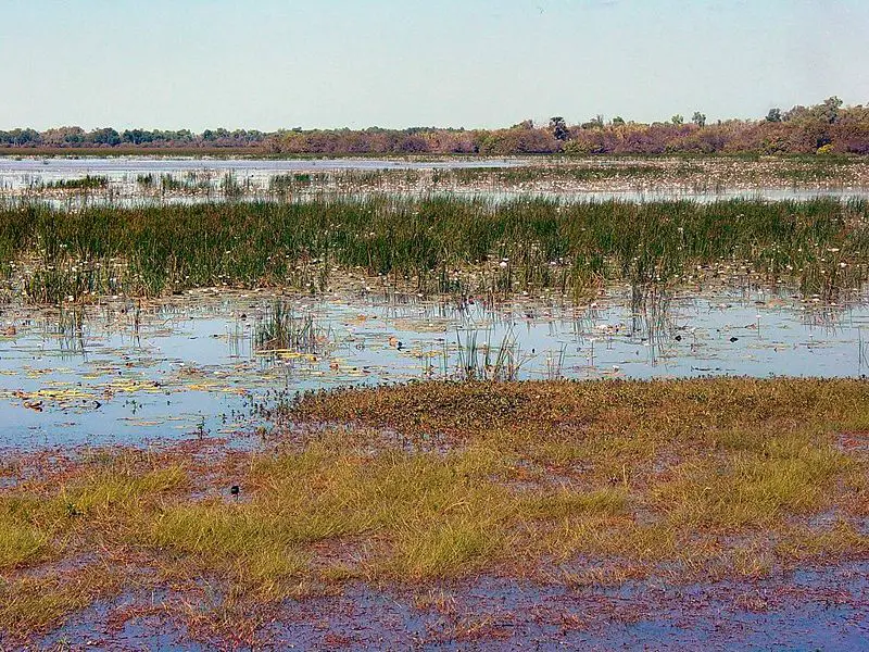 File:Kakadu Mamukala DSC03562.JPG