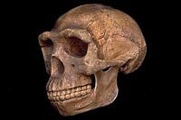 Peking Man skull