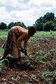 Thumbnail for version as of 22:01, 2 October 2007