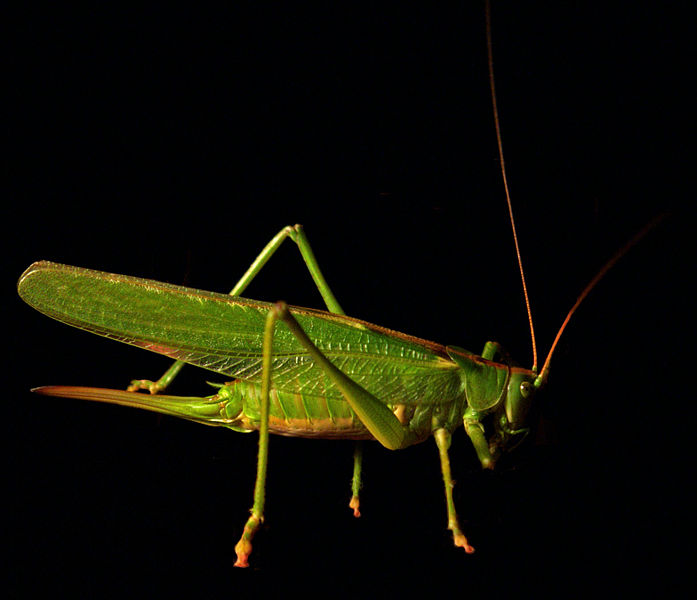 File:Tettigonia viridissima AB.jpg