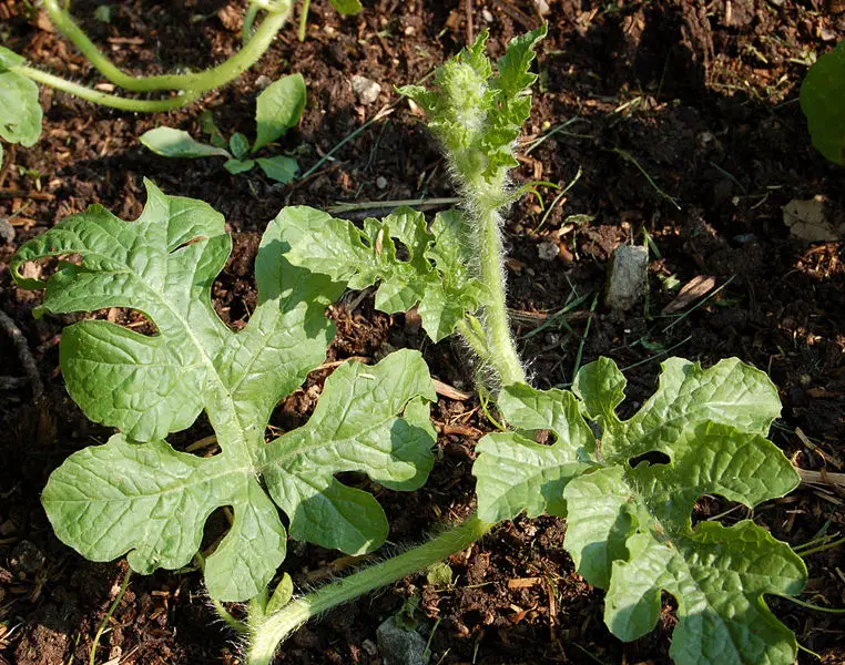 File:Watermelon Leaves 2540px.jpg