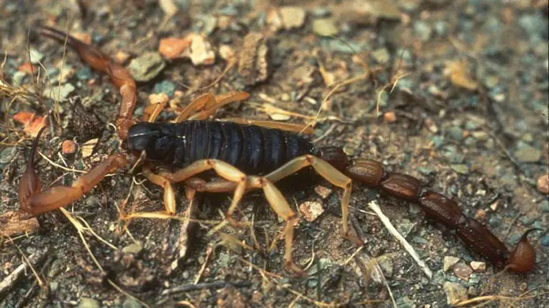 File:Bark Scorpion.jpg