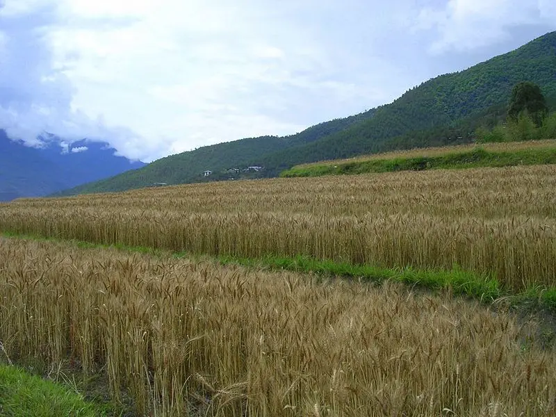 File:Bhutan landscape.jpg
