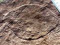 Thumbnail for version as of 22:54, 21 October 2008