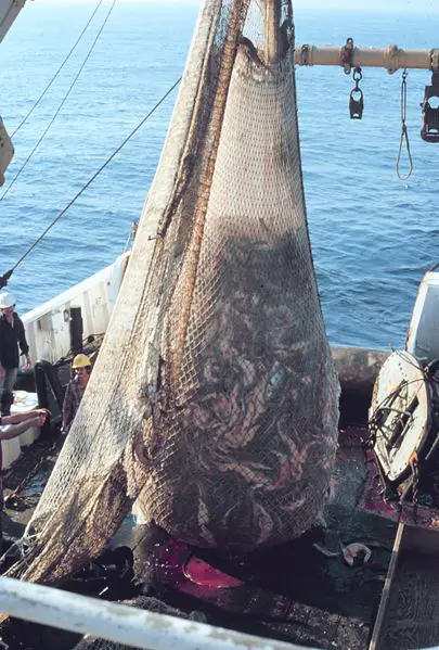 File:Fish on Trawler.jpg