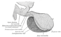 Thumbnail for version as of 13:57, 11 June 2007