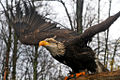 Thumbnail for version as of 05:03, 12 October 2007