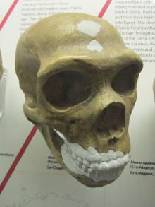 H. neanderthalensis Skull cast, World Museum Liverpool, England.