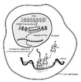 Thumbnail for version as of 19:52, 6 October 2008