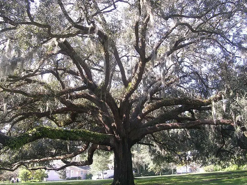 File:Spanish-moss-tree.jpg