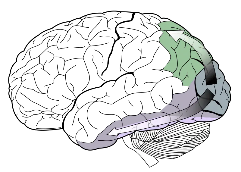 File:Ventral-dorsal streams.svg