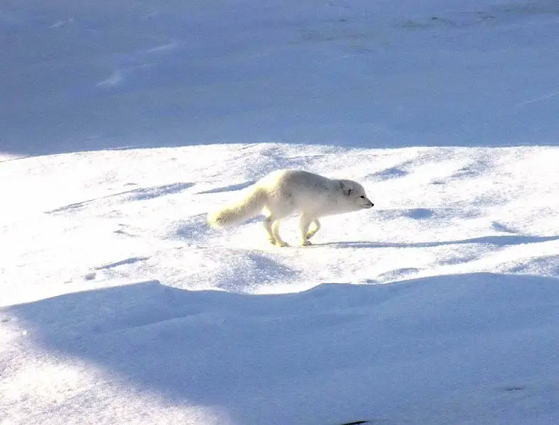 File:Arctic Fox 1997-08-05.jpg