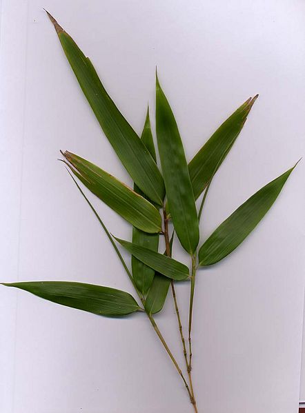 File:Bamboo-yellow.jpg