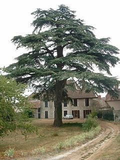 A cedar in a French garden