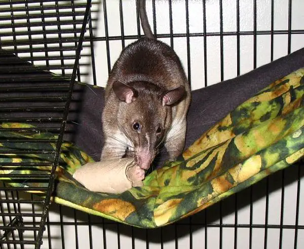 Rat - New World Encyclopedia