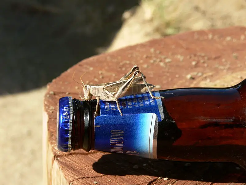 File:Grasshopper on beer.jpg