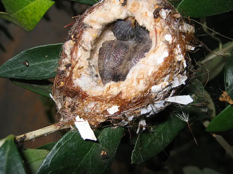 File:IMG 2377.JPG