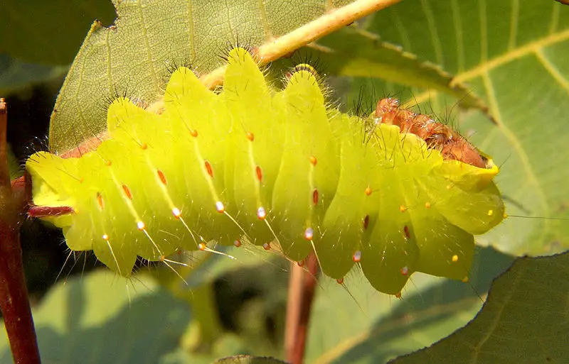 File:Polyphemus caterpillar big.jpg