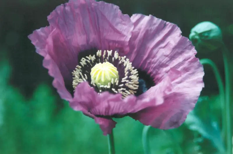 File:Poppy-purple.png