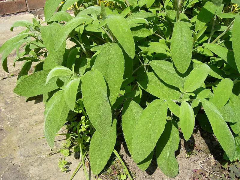 File:Salvia officinalis2.JPG