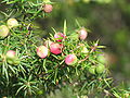 Thumbnail for version as of 05:25, 23 August 2008