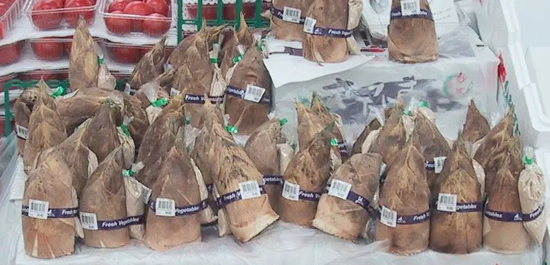 File:TakenokoBambooSprouts.jpg