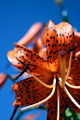 Thumbnail for version as of 02:49, 10 December 2007