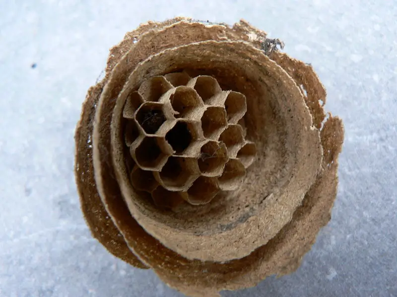 File:Wespennestje Vinderhoute.JPG