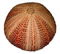 Thumbnail for version as of 23:42, 11 October 2008