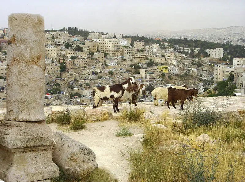 File:Amman2.jpeg