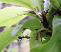 Thumbnail for version as of 12:33, 13 June 2006