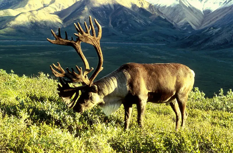File:Caribou.jpg