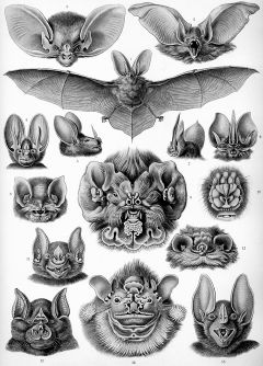 "Chiroptera" from Ernst Haeckel's Kunstformen der Natur, 1904