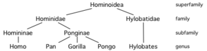 Hominoid taxonomy 3.png