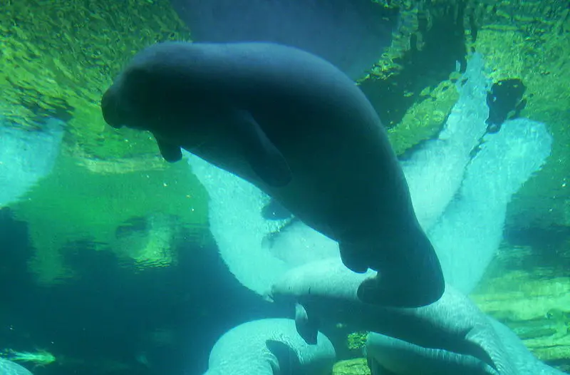 File:Manatee at SeaWorld.JPG
