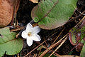 Thumbnail for version as of 05:19, 9 May 2008