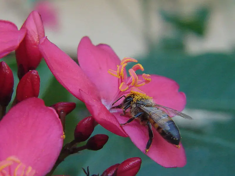 File:Bee and jatropha.jpg