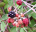 Thumbnail for version as of 23:22, 9 April 2008