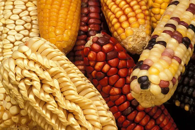File:GEM corn.jpg
