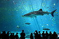 Thumbnail for version as of 19:23, 9 December 2007