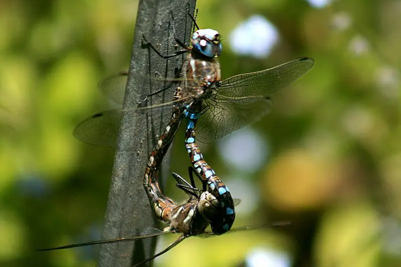 File:Mating dragon1.jpg