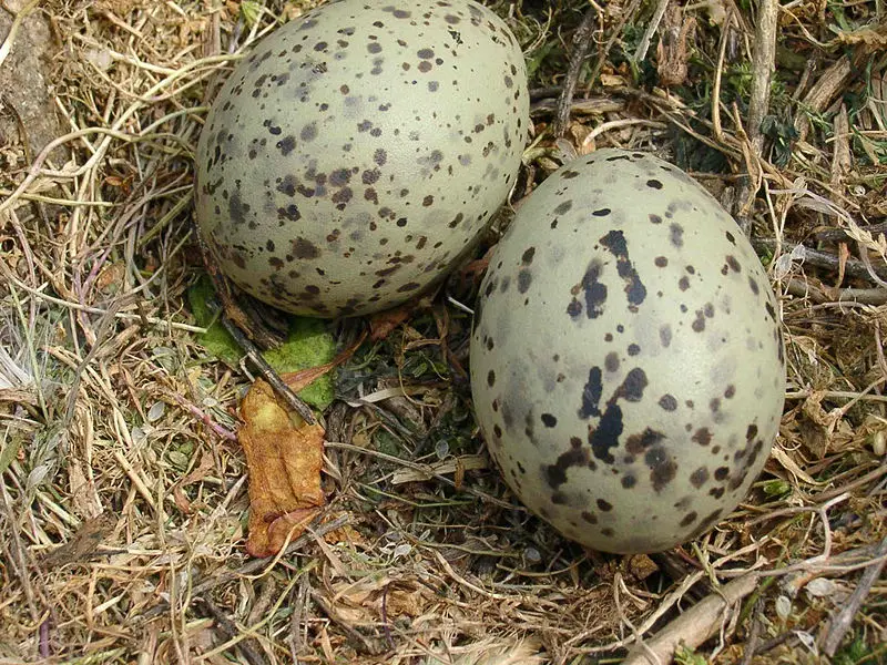 File:Oeufs goeland argenté.jpg