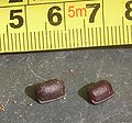 Thumbnail for version as of 00:05, 2 December 2007