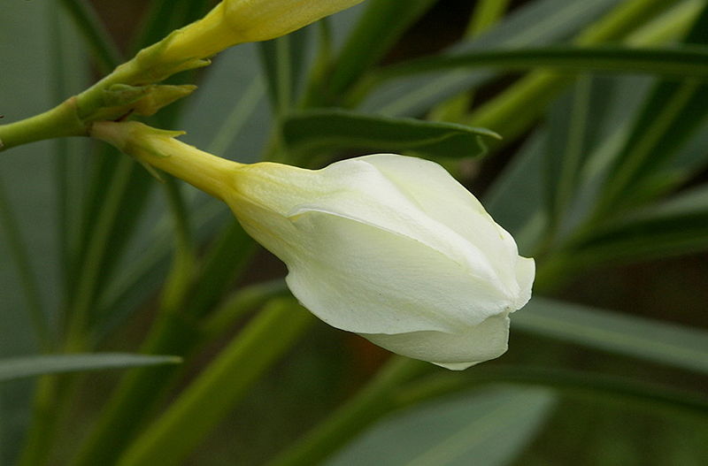 File:Purity.jpg