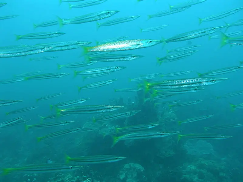 File:Sphyraena flavicauda.JPG