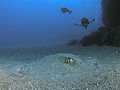 Thumbnail for version as of 02:44, 3 June 2008