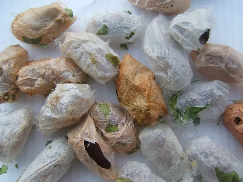 File:Actias luna cocoons sjh.JPG