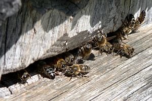 Bees hive.jpg